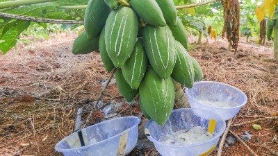 食品添加劑中酶制劑有哪些？