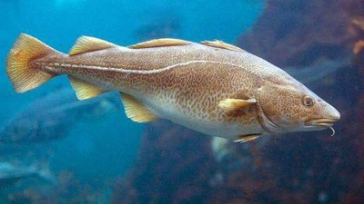 木瓜蛋白酶、堿性蛋白酶制備魚皮膠原蛋白肽的工藝控制點(diǎn)