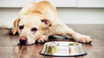 狗狗厭食怎么辦？別慌，一招酶解都能解決！