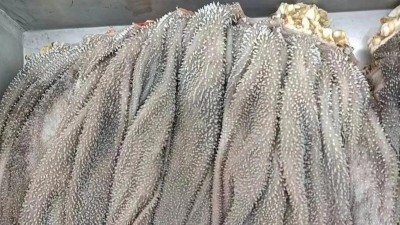 木瓜蛋白酶水發(fā)干毛肚的工藝