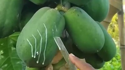 詳解食品酶制劑執(zhí)行的國家標準