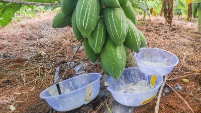 木瓜蛋白酶、風(fēng)味酶在寵物誘食風(fēng)味劑中的應(yīng)用