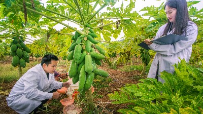 木瓜蛋白酶的正確使用方法