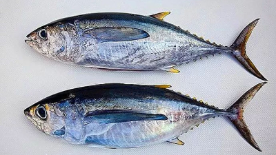 如何酶解金槍魚下腳料制備蛋白粉？