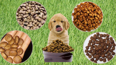 酶解法助力貓狗找回食欲，提高寵物食品適口性！