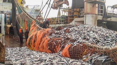 如何利用酶制劑提升酶解魚(yú)粉的風(fēng)味？