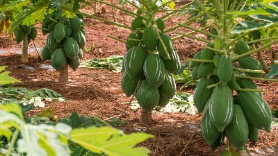 木瓜蛋白酶的最佳用量