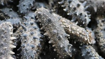 國外海參如何脫皮的呢？