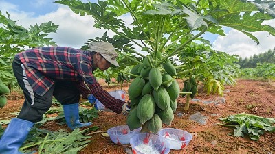 木瓜蛋白酶對(duì)人體有害嗎？