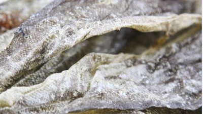 生產(chǎn)900道爾頓膠原蛋白肽，復(fù)合蛋白酶的優(yōu)勢(shì)有哪些？