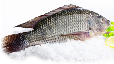 羅非魚鱗酶解膠原蛋白肽，為什么口感苦？