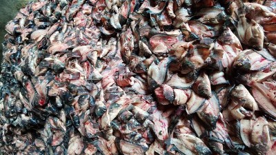 酶制劑——開啟魚蛋白高效利用新時代