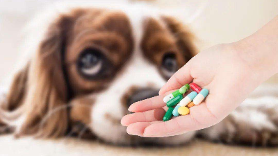 中性蛋白酶在醫(yī)藥及獸藥領域的應用