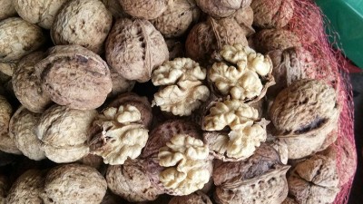 制備核桃蛋白肽，酶制劑的選擇